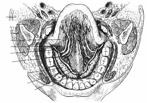 muscolo digastrico (ventre anteriore) (rielaborata da Monsen H, 987). 4 5 6 7 8 9 0 Fig. 4. Loggia sottolinguale e strutture in essa contenute:. ghiandola parotide;. muscolo pterigoideo mediale;.