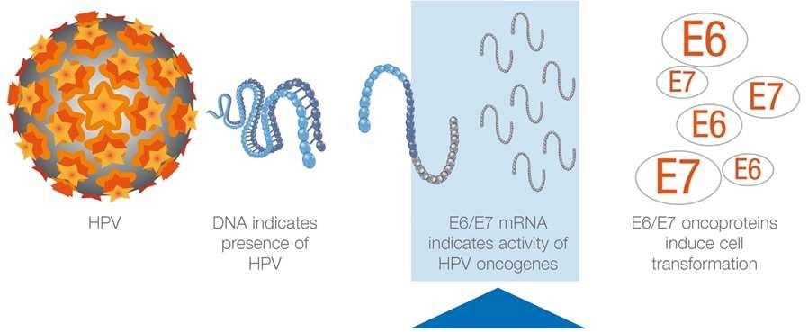 HPV mrna.