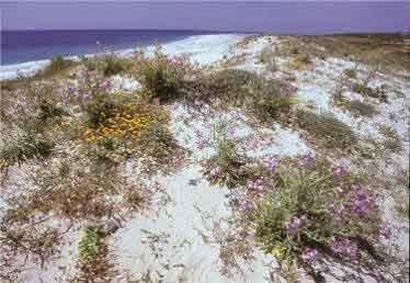 Scuola Primaria DESERTI FIORITI Dalla sabbia i fiori e con i fiori le farfalle dalla sabbia i segni leggeri delle lucertole e quelli del