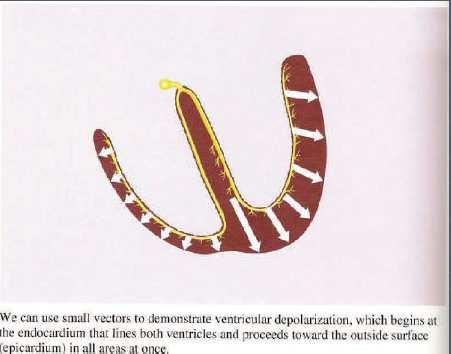 Possiamo usare dei piccoli vettori per mostrare la depolarizzazione ventricolare.