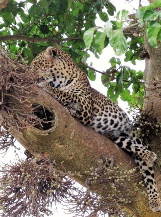 Programma 2 2 giorno Sveglia al mattino presto Colazione Usciamo in game drive in direzione Lualenyi Conservancy dove arriveremo per il pranzo.