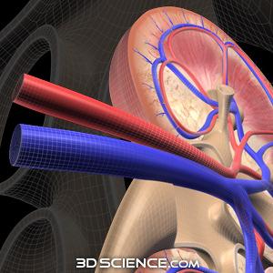 Complicanze The Renal Insufficiency And Cardiovascular Events (RIACE) Italian