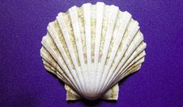 LE CONCHIGLIE DEL NINFEO DI PALAZZO SACCHETTI A ROMA Pecten jacobaeus (Linnaeus, 1758) CLASSE: Bivalvia ORDINE: Ostreoida FAMIGLIA: Pectinidae Ostrea jacobaea (Linnaeus, 1758) Pecten intermedius