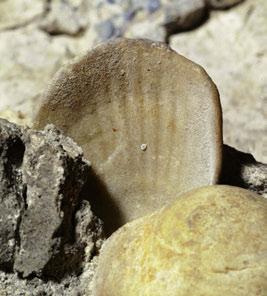 lucentezza, mancanze. Il guscio è ben inserito nella malta e mostra quasi solamente la porzione spiralata del guscio, forma che ricorda alcuni decori in vetro presenti nel ninfeo.