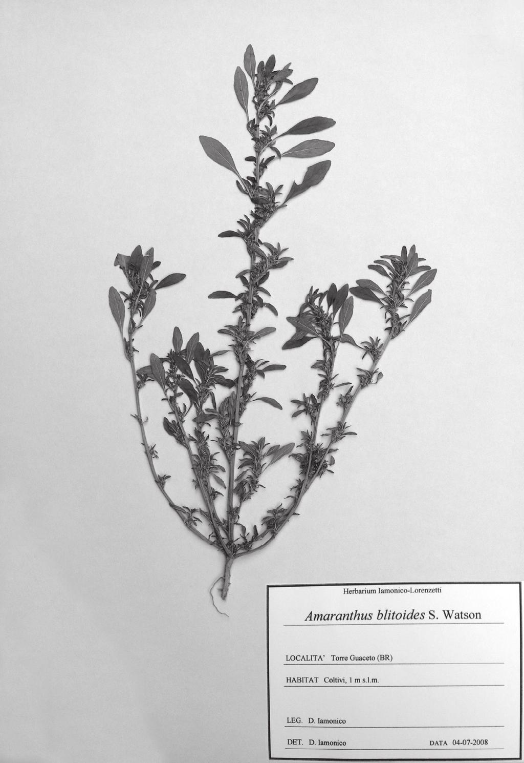 Fig. 1 - Campione di Amaranthus blitoides S. Watson (Herb.