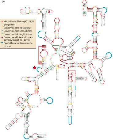 Nella sequenza del gene 16S rrna si riconoscono diverse regioni: regioni CONSERVATE universali, che hanno la stessa sequenza in tutti i batteri regioni SEMICONSERVATE, che hanno sequenza uguale tra