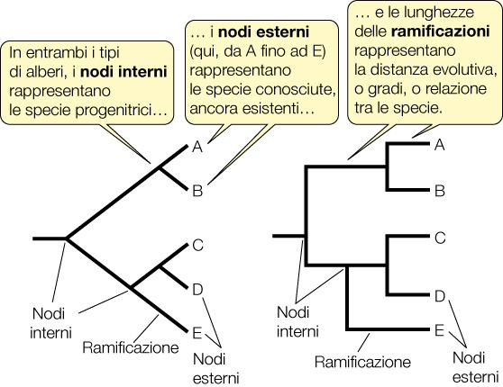 ALBERI FILOGENETICI Algoritmi matematici allineano le sequenze dei geni 16SrRNA e ne