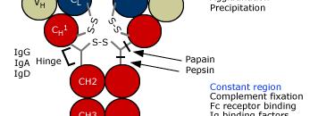 Struttura anticorpale Regione variabile Riconoscimento Antigene Neutralizzazione Agglutinazione i Precipitazione Regione costante Fissazione del complemento Aggancio recettori per le cellule Fattori