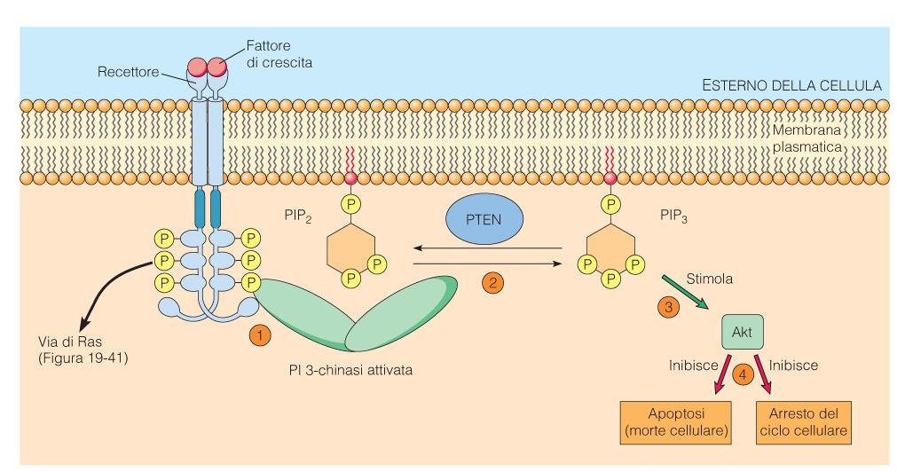 Via mediata da PI3K-Akt (attiva delle protein chinasi )