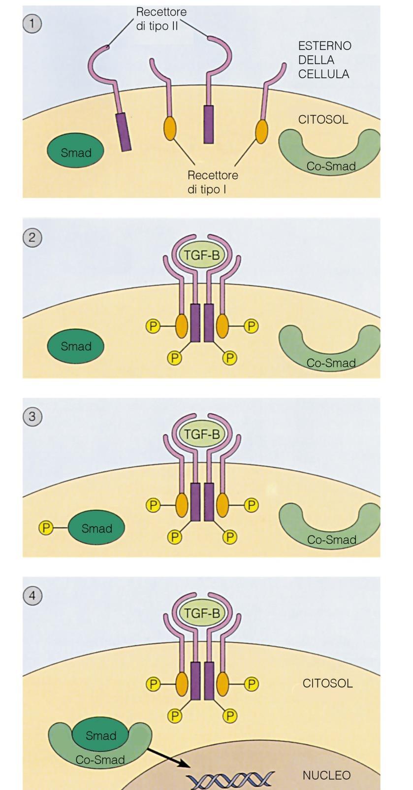 Fattori di crescita che inibiscono la proliferazione cellulare TGF-β PDGF azione antagonista a EGF e Quando agisce come inibitore della crescita, TGF-β, legandosi al suo recettore di superficie,