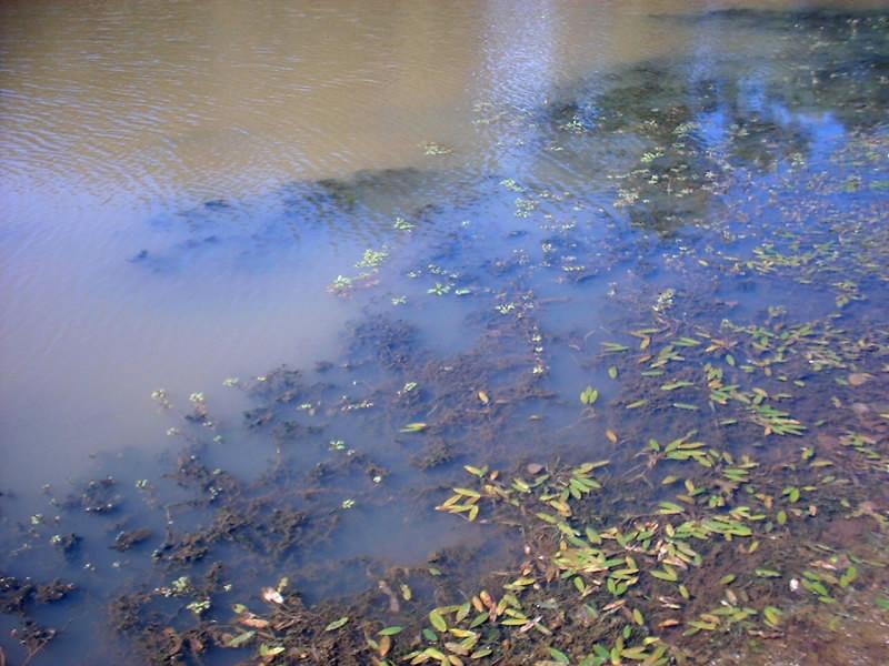 HABITAT 3150 Laghi eutrofici naturali con