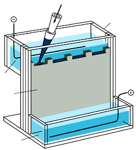 Come si studiano le macromolecole: le proteine Le dimensioni e la composizione in