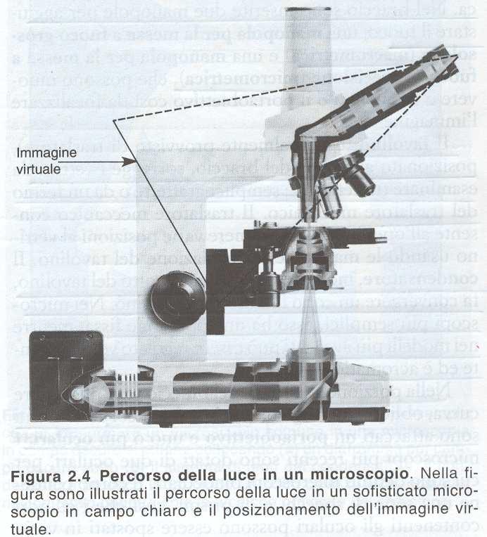 Caratteristiche costruttive Sistema di supporto o stativo Agisce da sostegno per tutti i dispositivi meccanici atti a sostenere e a spostare verticalmente il vetrino, a sostenere le lenti e ad