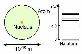 sca nucleae - scale