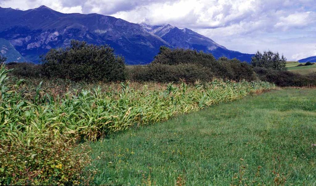 INTERVENTO G1. Estensivazione delle produzioni agrarie ATTRAVERZO LE SEGUENTI MISURE PLURIENNALI: -G1.1. CONVERSIONE DEI SEMINATIVI IN PRATI/PASCOLI PER LA BIODIVERSITÀ; -G1.