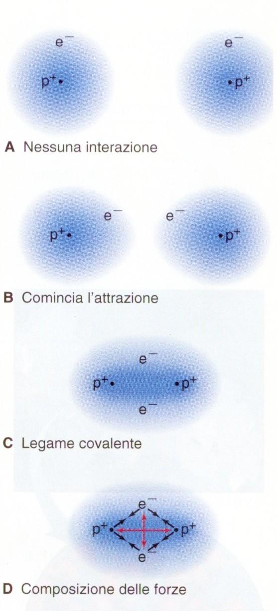 La formazione di composti covalenti Il legame covalente si osserva tra atomi con poca differenza nella tendenza a cedere o ad acquistare elettroni, prevalentemente tra non metalli.