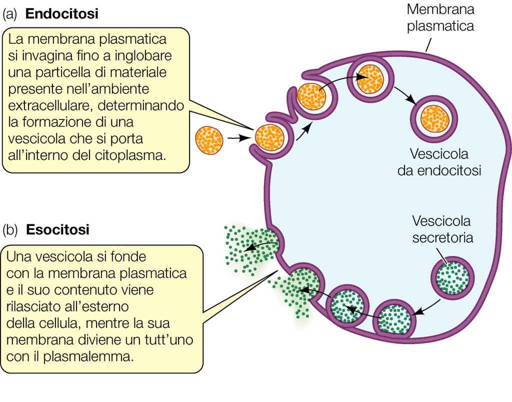 ESOCITOSI