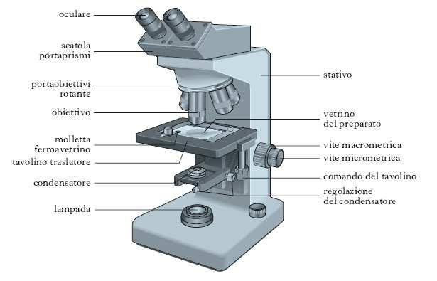 MICROSCOPIO ELETTRONICO La maggior parte delle cellule è talmente piccola da non poter essere osservata a occhio nudo; il limite visibile per l occhio umano è infatti di 0,2 mm.