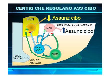 NUCLEO ARCUATO neuroni che elaborano peptidi oressigeni neuropeptide Y (NPY) oppioidi derivati dalla proopiomelanocortina (POMC) proteina agouti-correlata (AgRP)