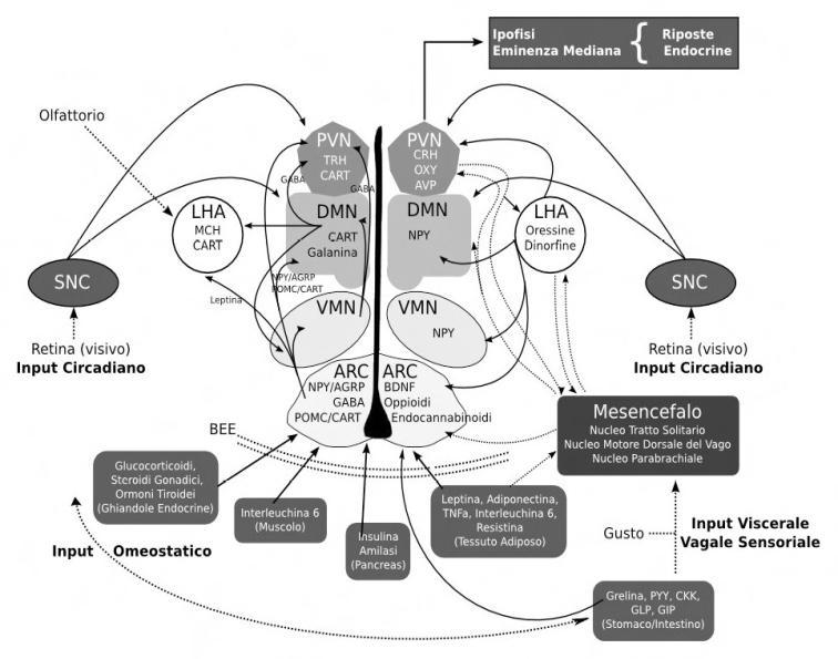 NUCLEO VENTRO-MEDIALE classicamente identificato come il centro della sazietà ( lesioni inducono iperfagia e aumento di peso) Oggi si ritiene che rappresenti piuttosto una stazione