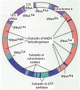 37 geni 2 geni per gli rrna 22 geni per gli trna 13 geni che codificano per proteine* * questa è una