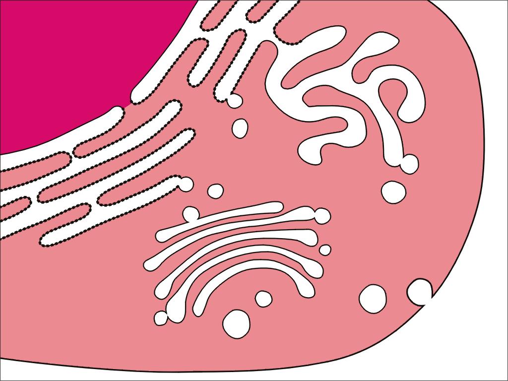 Schema: rapporti tra RE Golgi e secrezione Nucleo RNA REL RER Proteine Apparato Golgi Membrana