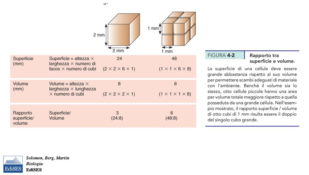 Nel corso dell evoluzione si sono mantenute dimensioni cellulari ridotte perché? per la necessità di mantenere un rapporto ottimale con l ambiente da cui vengono le risorse nutritive.