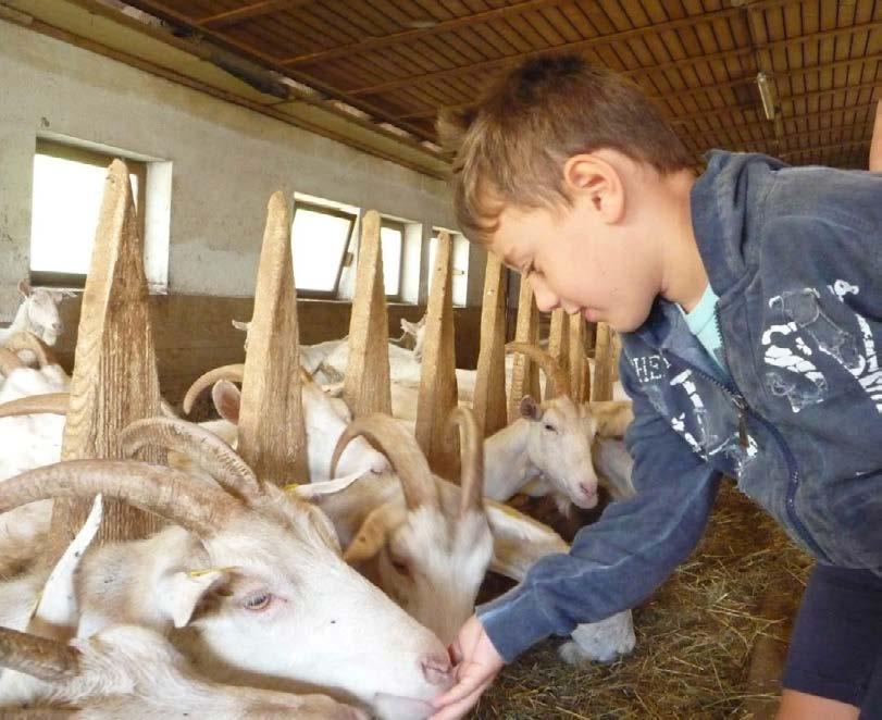 Visita di un maso Sul maso Lechnerhof nella Val di Braies ci faranno vedere come producono formaggio. È affascinante ed interessante vedere il lavoro su un maso.