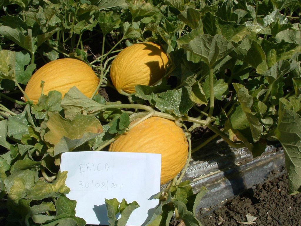 Cv. Erica (Ditta sementiera: G.Reina) Raccolta Data Produzione/Pianta Frutti/Pianta N Peso medio/frutto Produzione Ql.