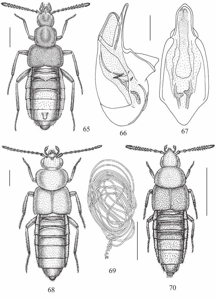 155 Figg. 65-70: Habitus, edeago in visione laterale e ventrale e spermateca. 65-67. Macrogerodonia unidens n. sp.; 68-69.