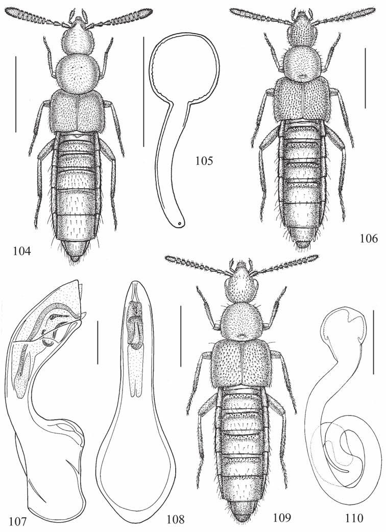166 PACE, R.: Nuovi dati faunistici e tassonomici su Aleocharinae Figg. 104-110: Habitus, spermateca e edeago in visione laterale e ventrale.