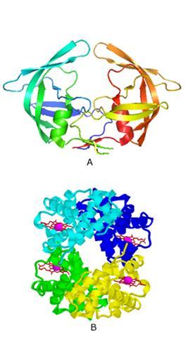 LA STRUTTURA QUATERNARIA DELLE PROTEINE Molte proteine sono formate da più catene polipeptidiche e le interazioni tra queste catene ne definiscono la struttura quaternaria.