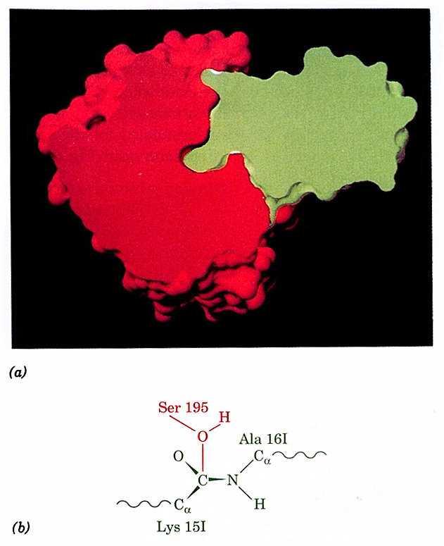 Interazioni eterotipiche proteina-proteina Associazioni tra proteine diverse sono possibili interazioni anche tra dieci unità forze non covalenti tra superfici complementari