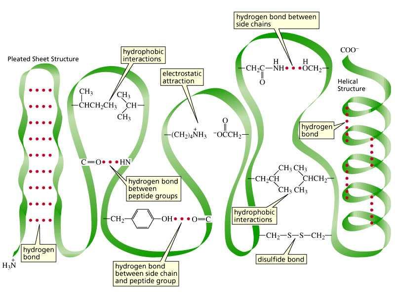 Proteine globulari Il ripiegamento della catena su se stessa, ossia la disposizione nello spazio della catena, definisce la struttura terziaria Le catene polipeptidiche sono