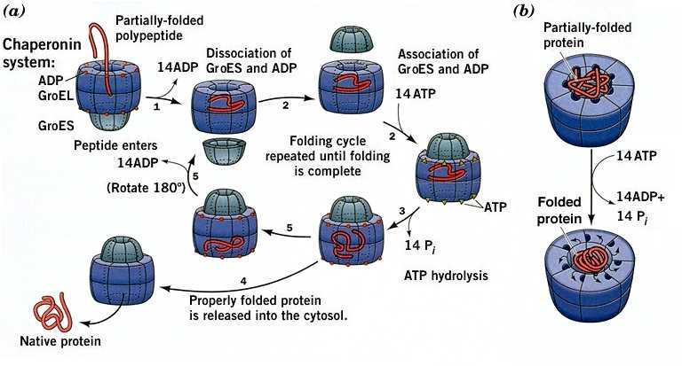 In vivo il ripiegamento e l assemblaggio multimerico può essere assistito