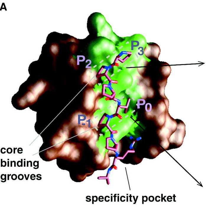 Recettori di segnali Extracellular receptor for recognizing small molecule Signal is transmitted through the cell membrane Cytoplasmic portion of