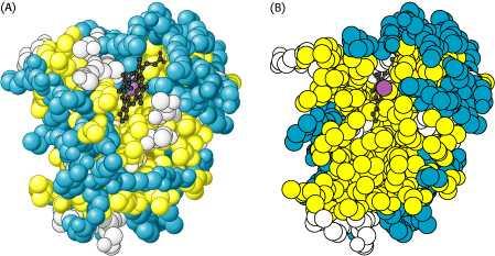 Nelle proteine globulari gli aminoacidi sono distribuiti spazialmente in base alla loro polarità residui non polari: Val, Leu, Ile, Met, Phe quasi sempre nell interno residui polari carichi: Arg,