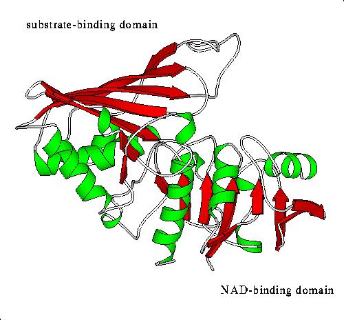 Domini: regione della proteina strutturalmente compatta e ripiegata