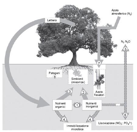 Soil microbes are the eye of the needle, through which all organic