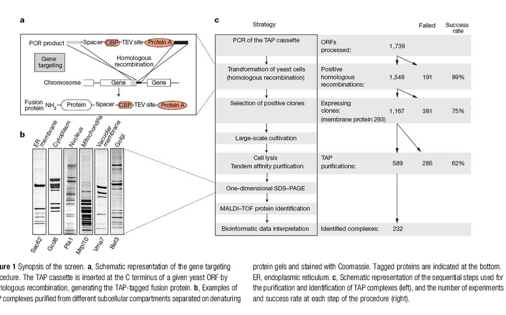 Functional organization of the yeast proteome by systematic