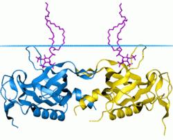 Protein Sci. 2011 Jan;20(1):140-9.