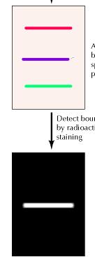 Overlay o affinty blot Proteine da analizzare