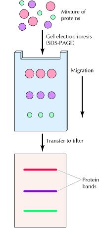 (proteina radioattiva ) migrazione