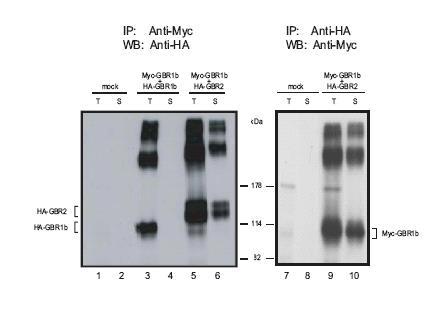 Immunoprecipitazione su cellule trasfettate con MycGBR1b e HA GBR1b o con MycGBR1b e HA GBR2 GBR1b dimerizza e forma complessi