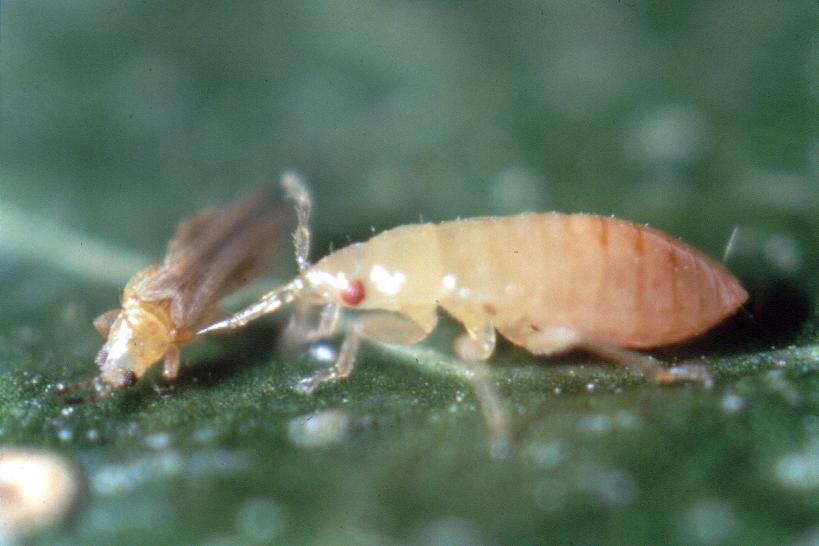 Orius laevigatus antocoride predatore utilizzato