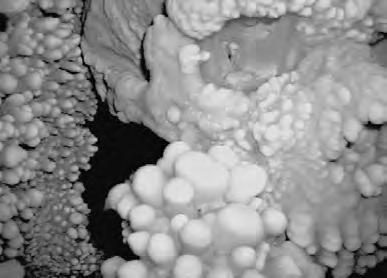 coralloidi di ambiente subacqueo mentre la galleria principale, al pari di diversi altri condotti più vicini al pozzo di accesso, vede svilupparsi forme stalattitiche e stalagmitiche, colate