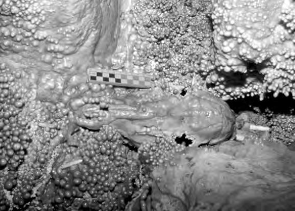 La coesistenza, inoltre, nella Sala delle vasche di concrezioni coralloidi d ambiente subacqueo con vaschette d incrostazione (Fig.