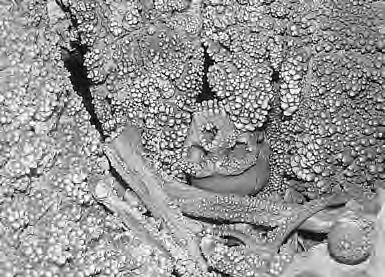 VITTORIO PESCE DELFINO 1 Il reperto della Grotta di Lamalunga: soluzioni tecnologiche innovative tra esigenze di tutela e di fruizione Introduzione In un periodo incerto, attorno ad un milione di