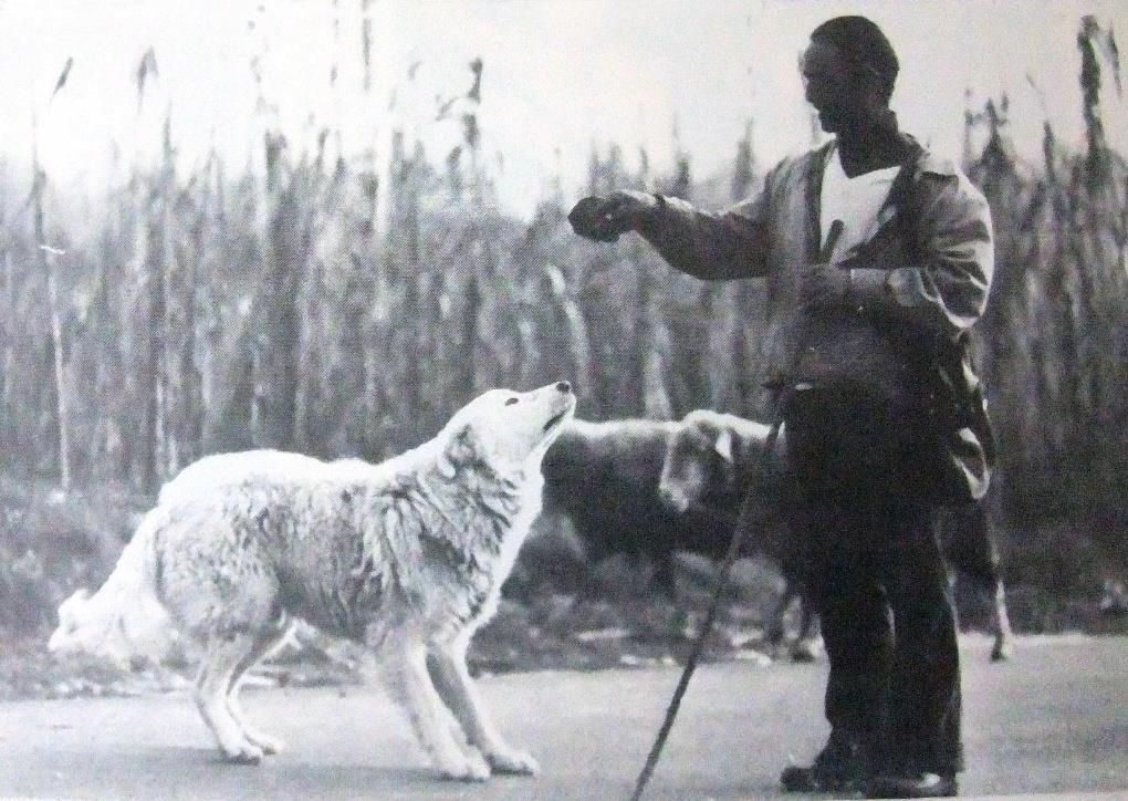 Già Varrone e Colummella descrissero il bianco cane pecoraio italiano (Canis Pastoralis) nel I sec. A.C. e, non essendo mai scomparso il lupo dall Appennino del Centro Italia, la razza si è conservata quasi inalterata fino ad oggi.
