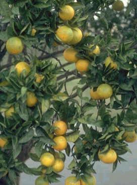 Citrus aurantium L subs. amara Engler per gli estratti contenenti sinefrina.